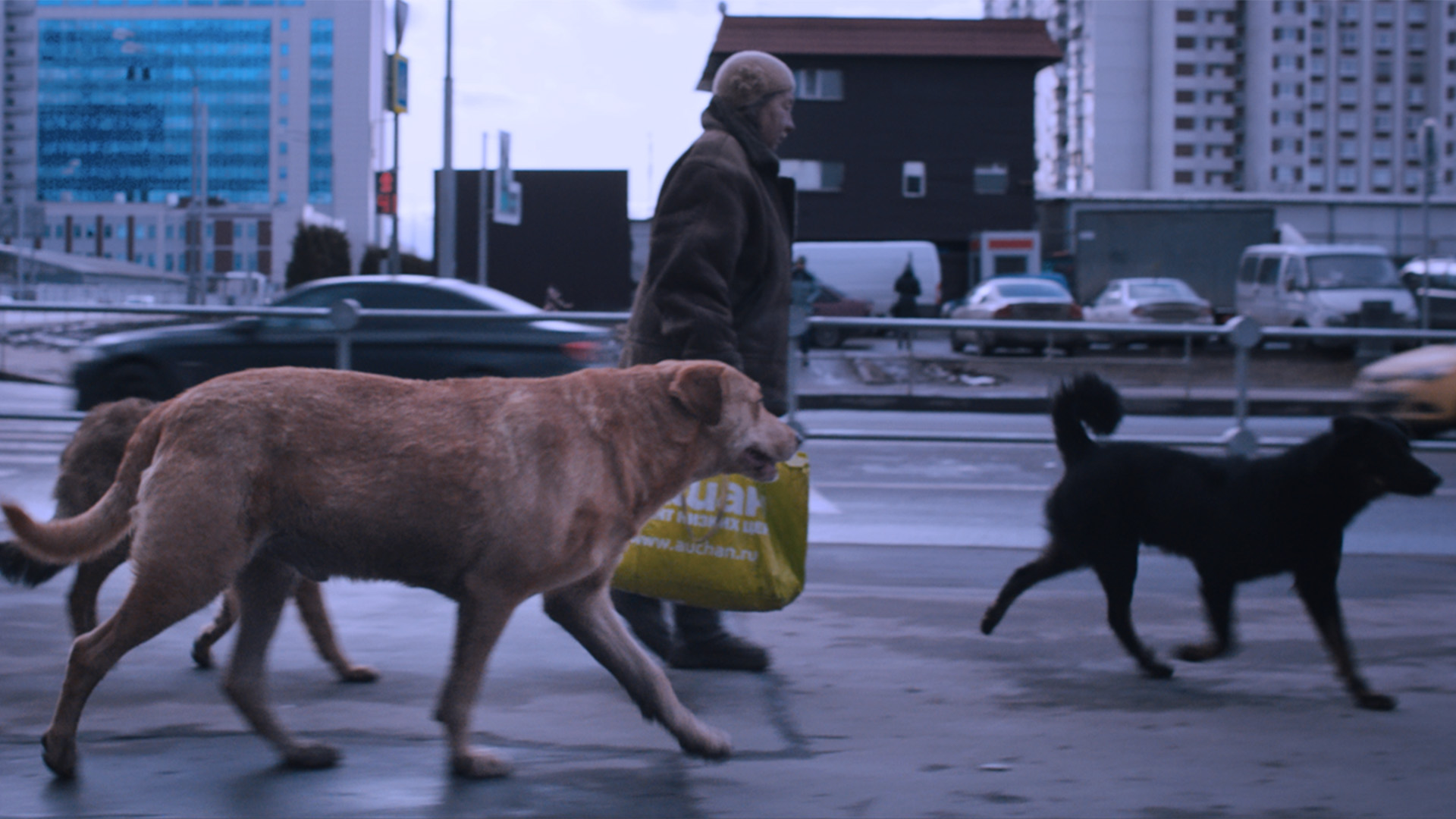 Düş Gören Köpekler görsel 2